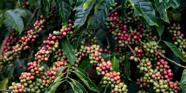 Is Coffee Vegan | Trading Post Coffee Roasters