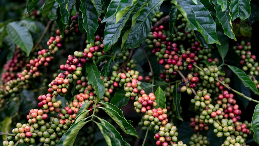 Is Coffee Vegan | Trading Post Coffee Roasters